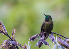 Metallura tyrianthina