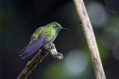 Metallura tyrianthina