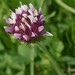 Trifolium wildenovii - Photo (c) Tom Hilton, some rights reserved (CC BY)