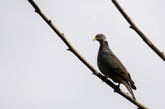 Patagioenas fasciata