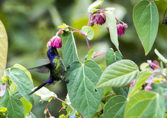 Ramphomicron microrhynchum