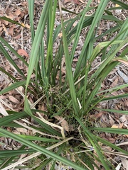 Dianella brevipedunculata