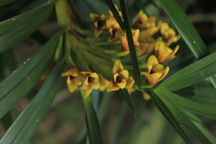 Maxillaria guareimensis