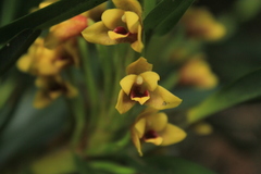 Maxillaria guareimensis