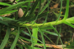 Maxillaria guareimensis