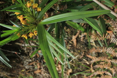 Maxillaria guareimensis