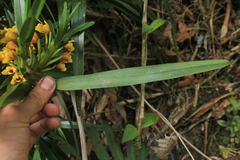 Maxillaria guareimensis