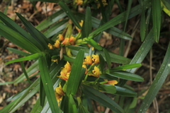 Maxillaria guareimensis