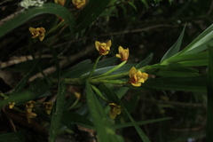 Maxillaria guareimensis