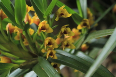 Maxillaria guareimensis