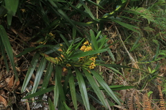 Maxillaria guareimensis