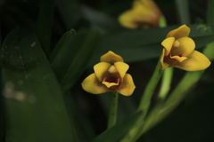 Maxillaria guareimensis