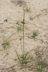 Cyperus houghtonii