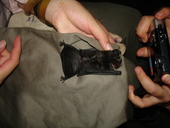 Gardnerycteris crenulatum