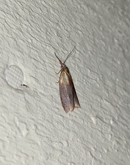 Sparganothis violaceana