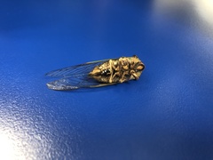 Macrotristria intersecta