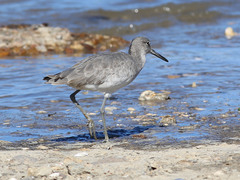 Tringa semipalmata semipalmata