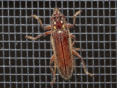 Strongylurus ceresioides