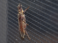 Strongylurus ceresioides