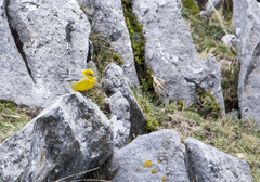 Sicalis uropygialis