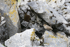 Leptasthenura andicola