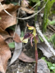 Chiloglottis curviclavia