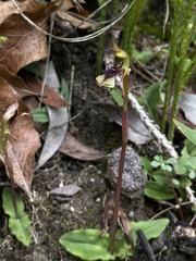 Chiloglottis curviclavia