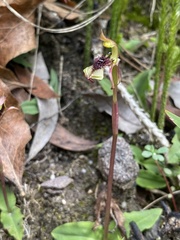 Chiloglottis curviclavia