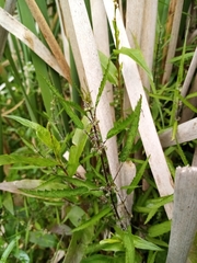 Urtica perconfusa