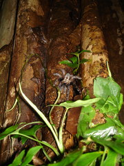 Psalmopoeus