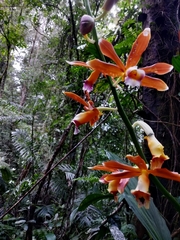 Phaius callosus
