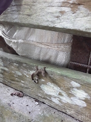 Gonatodes concinnatus