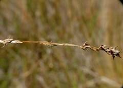 Carex tenuiculmis