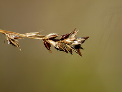 Carex tenuiculmis