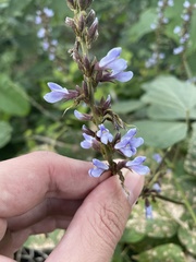 Calopogonium caeruleum