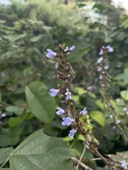 Calopogonium caeruleum