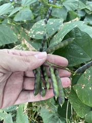 Calopogonium caeruleum