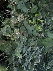 Calopogonium caeruleum