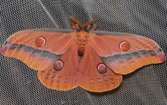 Opodiphthera loranthi