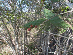 Opuntia inaperta