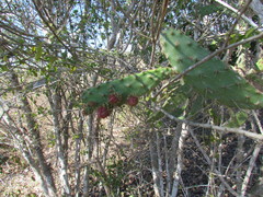 Opuntia inaperta