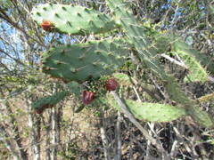 Opuntia inaperta