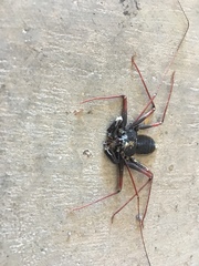 Paraphrynus carolynae