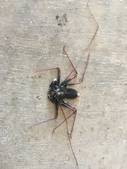 Paraphrynus carolynae