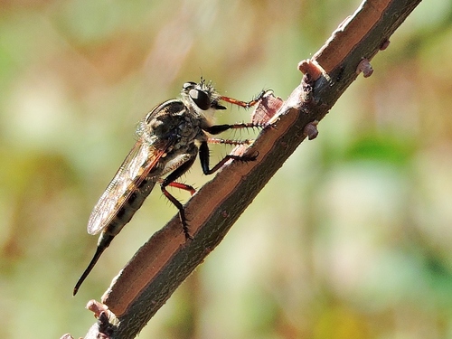 Northeastern Hammertail