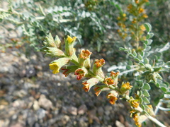Errazurizia benthamii