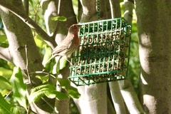 Haemorhous mexicanus