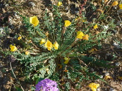 Eulobus sceptrostigma