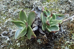 Dudleya stolonifera