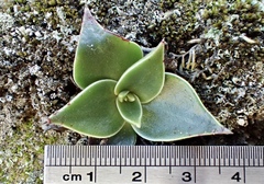Dudleya stolonifera